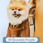 A fluffy dog is peeking out of a brown bag with a content expression. The top text reads "WHATCANMYDOGEAT.COM" and the bottom says "10 Things Breeds Wish You Knew About Puppies: Why People Can’t Stand Your Beloved Pocket Pup.