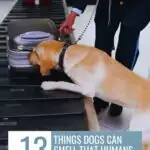 A yellow Labrador sniffs a suitcase on an airport carousel, guided by a person in uniform. The text reads, "13 Things Breeds Wish You Knew About What Dogs Can Smell That Humans Can&rsquo;t." At the top is a website URL: www.whatcanmydogeat.com.