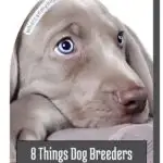 A close-up of a sad-looking puppy with light-colored fur, conveying the things breeders wish you knew about puppies. The image includes the text: "8 Things Dog Breeders Wish You Knew Before Getting A Puppy.