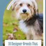 A fluffy dog with brown, black, and white fur stands on grass. The image is framed with a blue border. Text reads, "10 Designer Breeds That Prove People Will Pay For Anything." Explore more at whatcanmydogeat.com about common dog accessories that can do harm.
