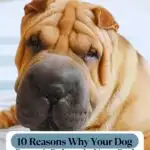 A close-up of a wrinkly brown dog resting on a bed, with the text overlay "10 Reasons Why Your Dog Doesn&rsquo;t Belong in Your Bed" at the bottom. Learn how common dog accessories that can do harm may be affecting their comfort. Website URL is at the top.
