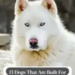 A white husky with piercing blue eyes sits outside against a blurred background, embodying the resilience of unaffectionate dogs. Text on the image reads, "13 Dogs That Are Built For Living Outside.