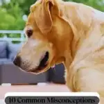A golden retriever sits on a patio with a blurred outdoor background. Text reads, "10 Common Misconceptions About Dog Nutrition" at the bottom and "WHATCANMYDOGEAT.COM" at the top, inviting you to explore dog behaviors not to ignore for better pet health.