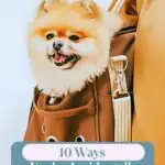 A fluffy Pomeranian peeks out from a stylish brown pet carrier, worn by someone wondering about dogs that don't get along with other pets. The image features text: "10 Ways You're Accidentally Stressing Out Your Dog" alongside the website header "WHATCANMYDOGEAT.COM.