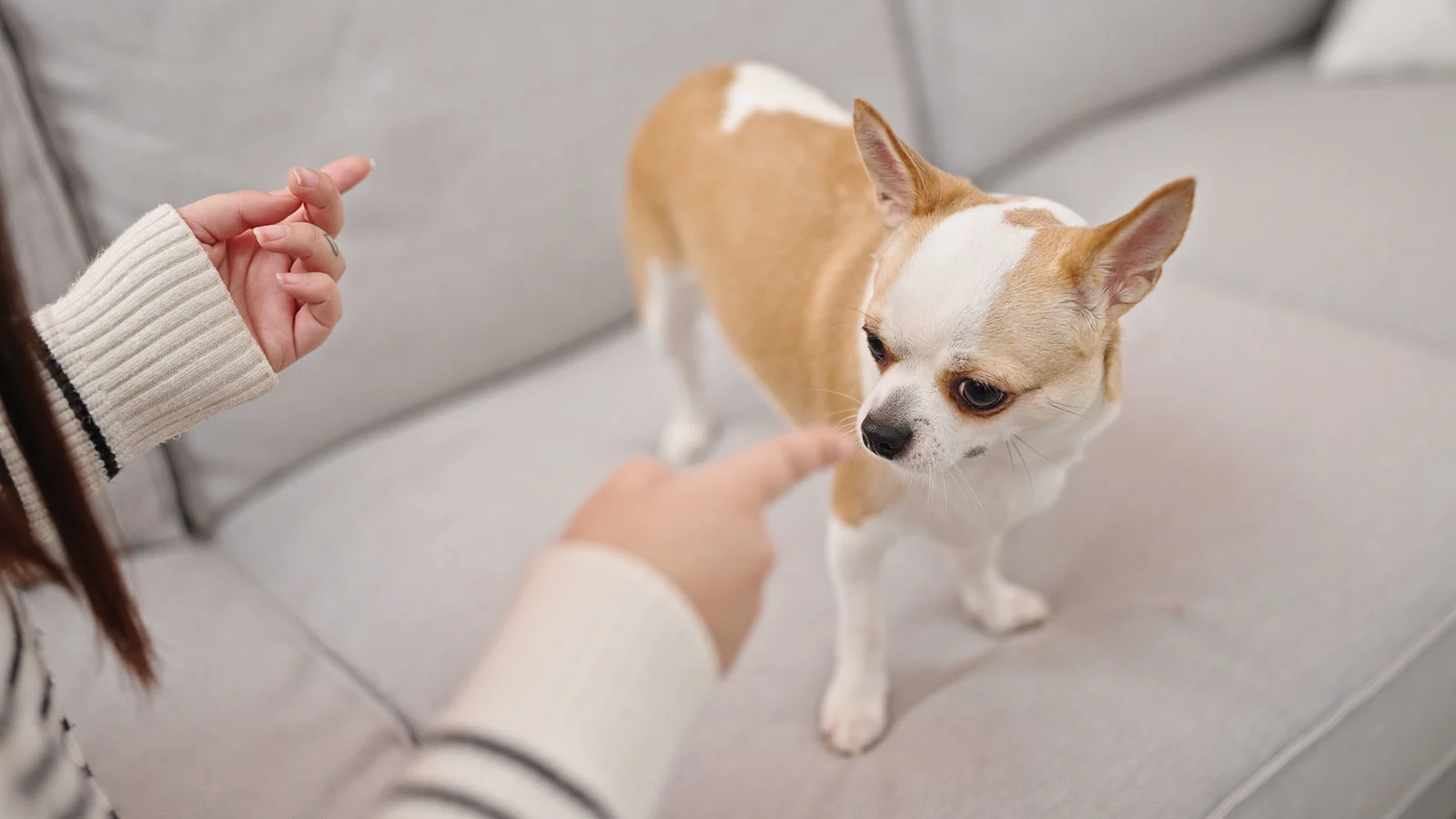 A small tan and white dog is standing on a light-colored couch. Two hands are pointing towards the dog's face.