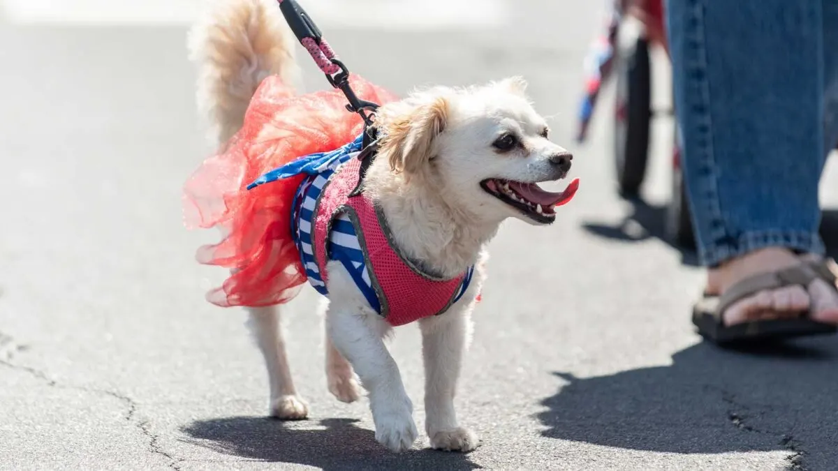 Small dog wearing a pink and blue outfit with a leash walks on a paved road next to a person in blue jeans and sandals.