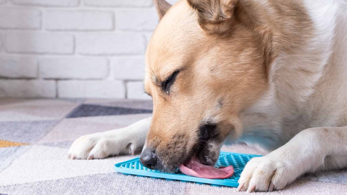 Picture of 7 Strategies For Managing A Dog That’s Afraid Of Loud Noises