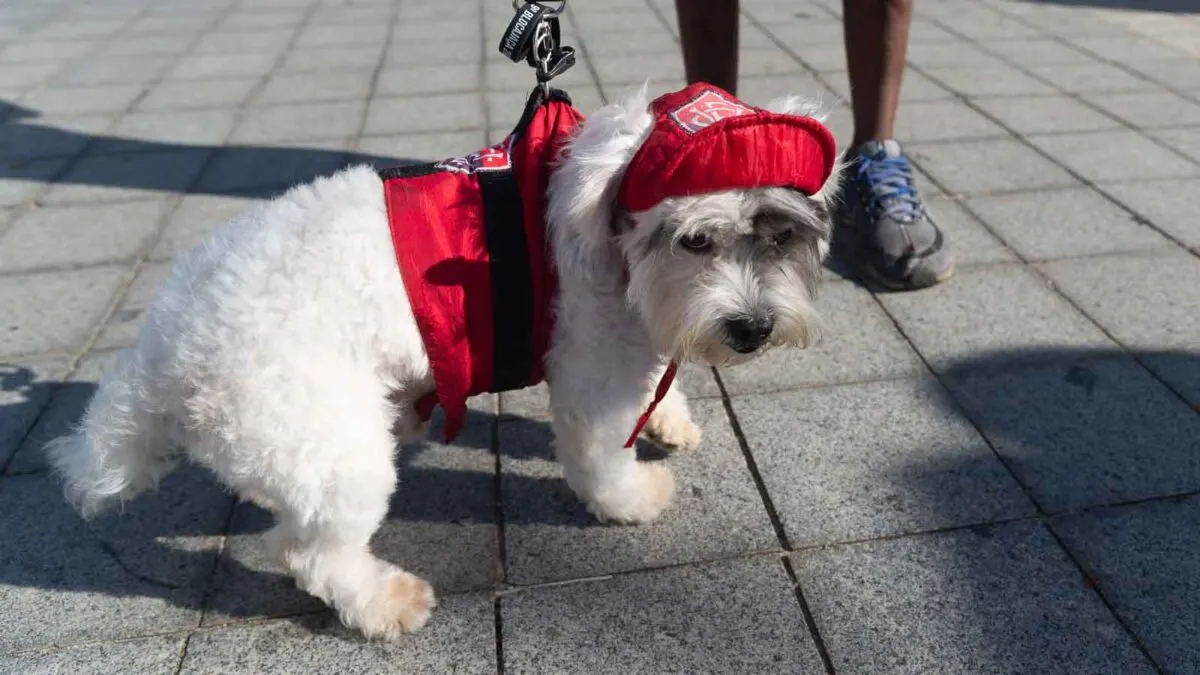 A small white dog on a leash wears a red outfit and cap while standing on a tiled pavement. A person's lower legs and sneakers are visible beside the dog.