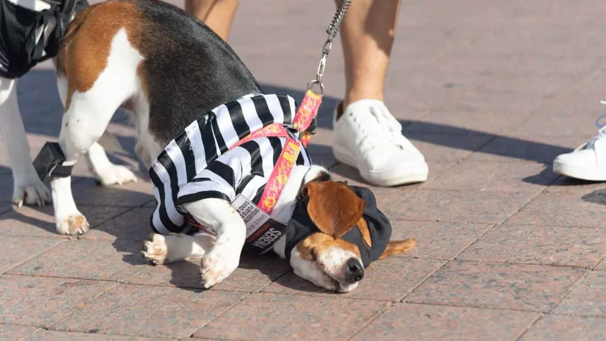 A small dog in a black-and-white striped outfit lies on the pavement, partially restrained by a leash held by a person wearing white shoes.