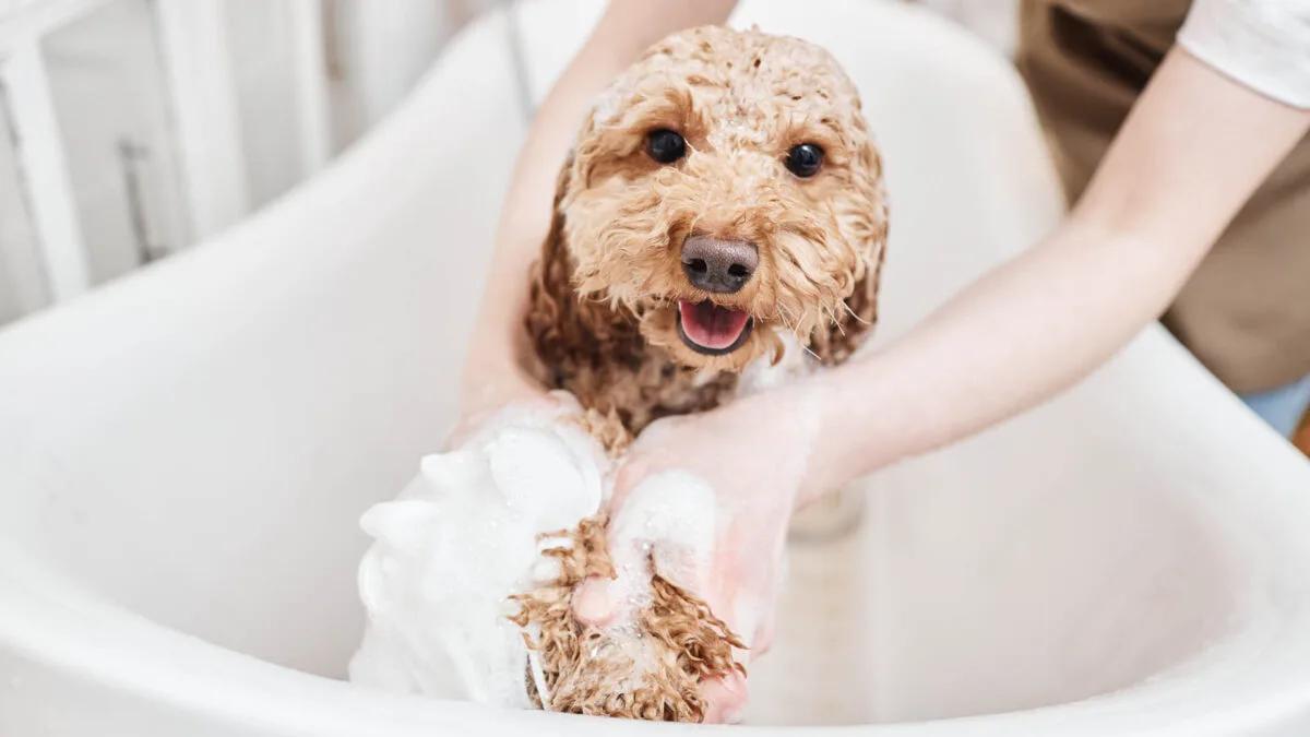 A small, curly-haired dog is being bathed in a white tub. The dog has soap suds on it and appears content as someone washes it.