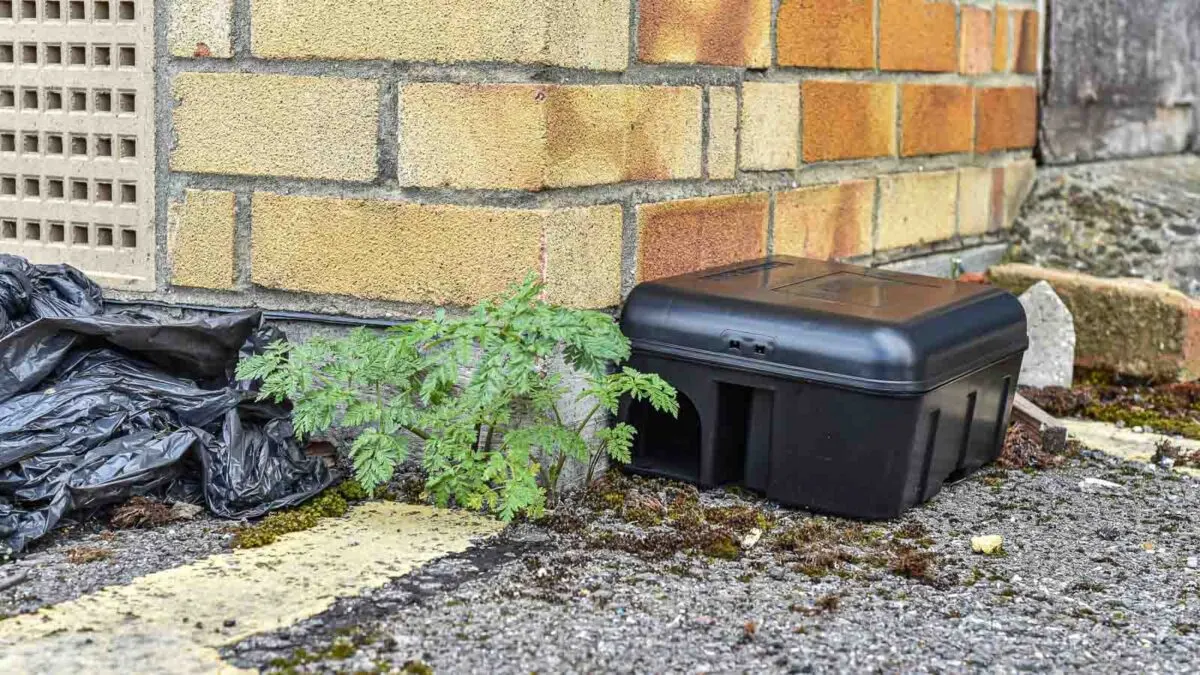 A black rodent bait station placed on the ground against a brick wall near a small plant and some trash.