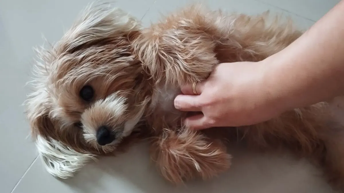 A small, fluffy dog lies on its back while a person scratches its belly with their hand. The dog's fur is light brown and wavy.