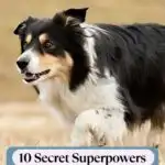 A Border Collie is running in a grassy field. The text on the image reads, "10 Secret Superpowers Of The Border Collie" with a website banner at the top that says, "WHATCANMYDOGEAT.COM.