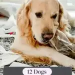 A golden retriever lies on a bed surrounded by torn pieces of paper. The text reads, "12 Dogs That Love Causing Mischief.