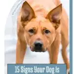 Image of a dog with an alert expression. Text reads, "15 Signs Your Dog Is Stressed Out and How To Calm Them Down." Website URL is whatcanmydogeat.com.