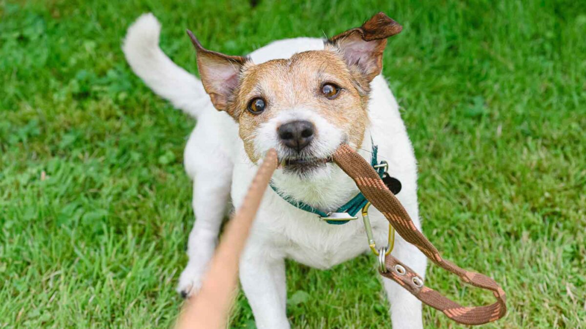 10 Effective Ways To Teach Your Dog Better Leash Manners 10 Effective Ways To Teach Your Dog Better Leash Manners