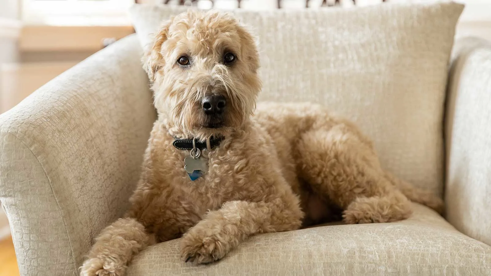 A fluffy tan dog with a black collar and tags is lying on a beige upholstered armchair, looking directly at the camera.
