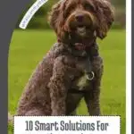 A brown, curly-haired dog sits on a grassy field, looking ahead with curious eyes. Text overlay reads, "10 Smart Solutions For Dogs That Won't Stop Pulling On The Leash," hinting at things that might make a dog jealous of their well-behaved friends. A stylish curved border frames the scene with a website URL at the top.