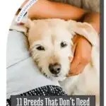 A white dog with fluffy fur lies comfortably on a person's lap as they gently pet its head. Text overlay reads, "11 Breeds That Don't Need Much Exercise (But Still Need Plenty of Attention)", perfect for those showing signs of separation anxiety.