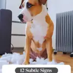 A brown and white dog sits on a wooden floor surrounded by torn white stuffing. The text reads, "12 Subtle Signs of Separation Anxiety in Your Dog" with a website header, "WHATCANMYDOGEAT.COM".