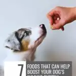 A dog eagerly looks up at a hand holding a treat, its eyes bright with anticipation. The image features text: "7 Foods That Can Help Boost Your Dog's Immune System," with a website URL at the top. Learn more to support their health and ease signs of separation anxiety.
