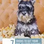 A small dog sits on a couch surrounded by torn cushions. The image includes text: "www.whatcanmydogeat.com" at the top and "7 tricks to get your dog to stop chewing on furniture—plus how to get a dog to take medication" at the bottom.