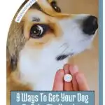 A person holding a pill in front of a wide-eyed dog. The text reads, "9 Ways to Get Your Dog to Take Medication Without a Fight," offering tips on how to get a dog to take medication seamlessly. Visit whatcanmydogseat.com for more insights.