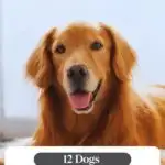 A happy golden retriever lying down with its mouth open, showing a relaxed expression. Text above reads "WHAT CAN MY DOG EAT," and below the dog, "12 Dogs That Are So Easygoing, Even Cats Like Them." Discover tips on how to get a dog to take medication effortlessly too!