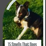 A black and white dog sits on grass with one paw raised near its nose. The image features text reading, "15 Smells That Dogs Hate" and the website URL whatcanmydogseat.com. Wondering how to get a dog to take medication? Discover helpful tips on our site! The sunny scene adds charm.
