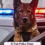 A mixed-breed police dog with an alert expression looks out of a car window, ready for action. Blue and red emergency lights flash in the background. The top text reads "WHATCANMYDOGEAT.COM," while the bottom says, "11 Top State Police Dogs That Go Beyond The German Shepherd.