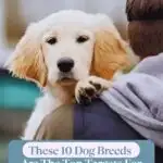 A fluffy golden retriever puppy, one of those giant dogs that are big babies, is resting its head and paw on a person's shoulder. The image includes the text: "These 10 Dog Breeds Are The Top Targets For Thieves" at the bottom.