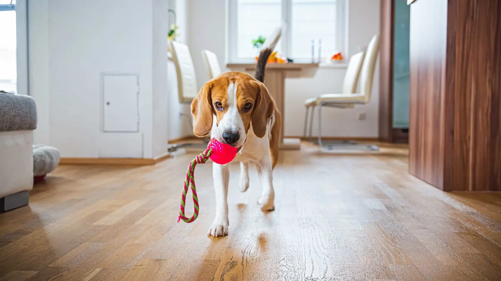 A beagle carrying a red toy ball in its mouth walks on a wooden floor in a bright, modern living room. Chairs and a table are visible in the background.