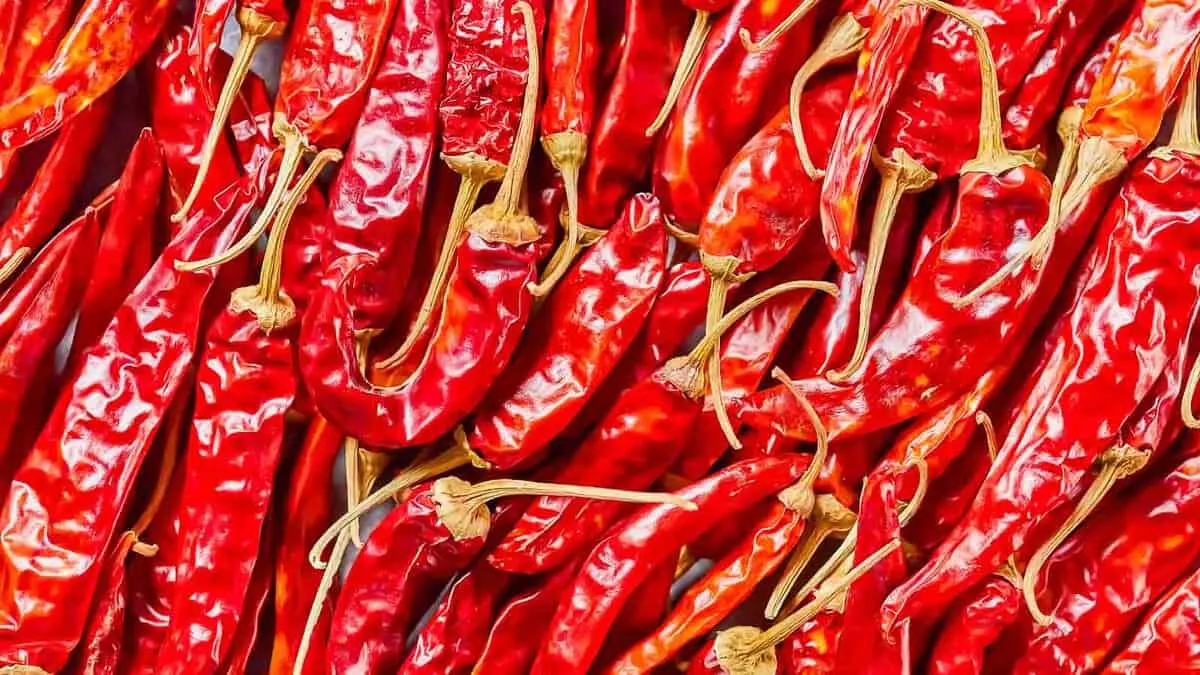 A close-up view of a pile of vibrant red dried chili peppers, displaying their glossy texture and curving stems, creating a rich and spicy visual tapestry.