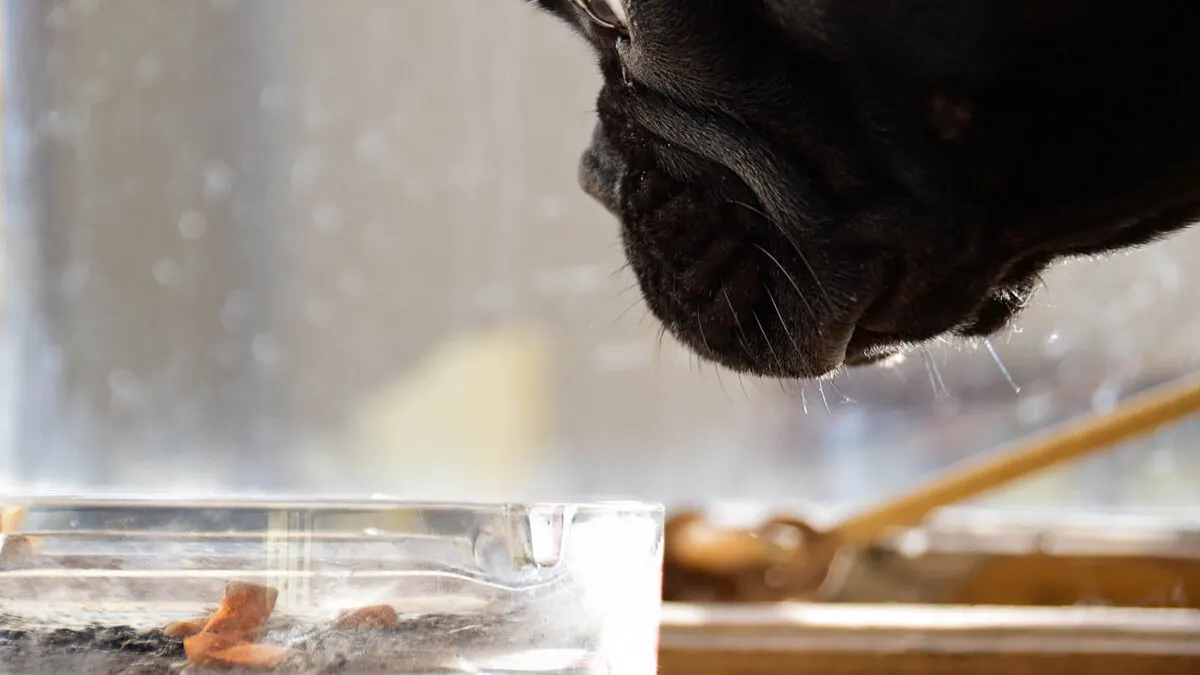 A close-up of a black pug's face as it curiously looks at a glass ashtray. The background is softly blurred, highlighting the dog's focused expression and the amber color of the ashes inside the tray.