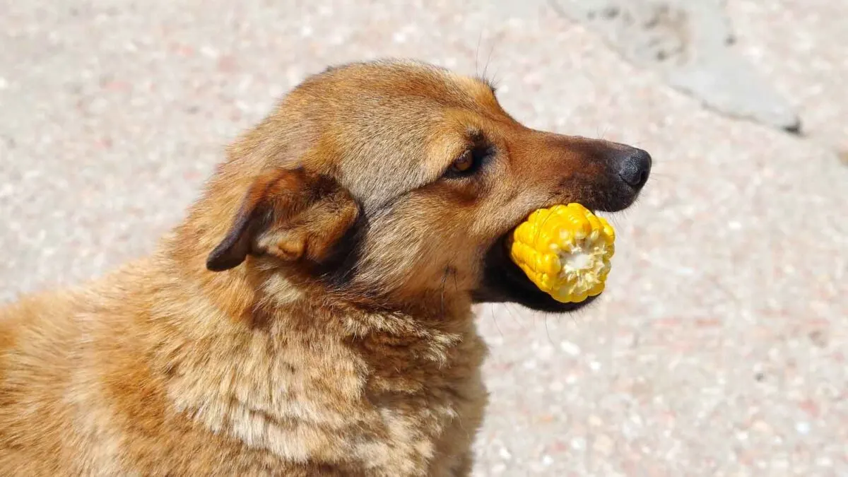 A brown dog standing outdoors holds a partially eaten corn cob in its mouth. The background is a neutral, sandy textured ground.