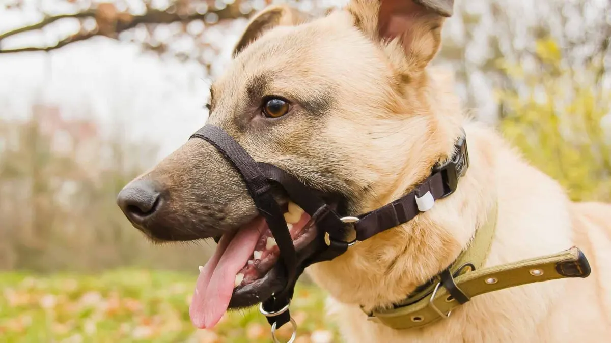 A tan dog wearing a black muzzle and collar is outdoors, looking to the side with its mouth open and tongue out. The background is blurred, showing green grass and trees.