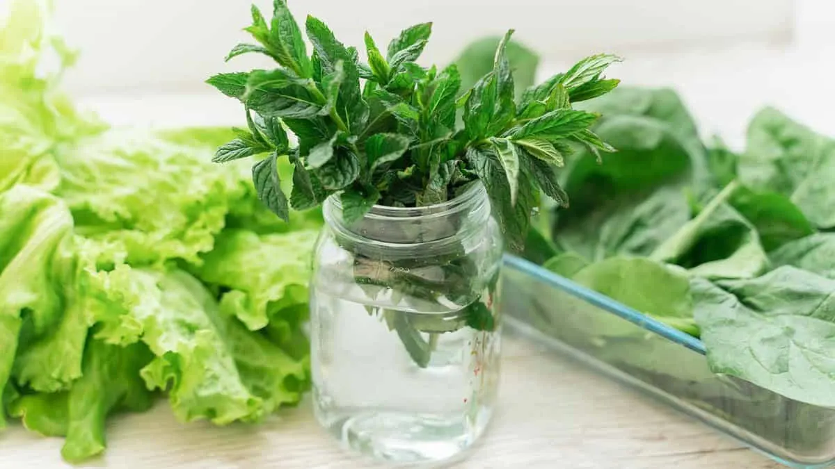 Fresh mint leaves in a glass jar with water are placed on a table. To the left, there's a bunch of leafy lettuce, and to the right, spinach leaves in a glass dish. The setting is bright and refreshing.
