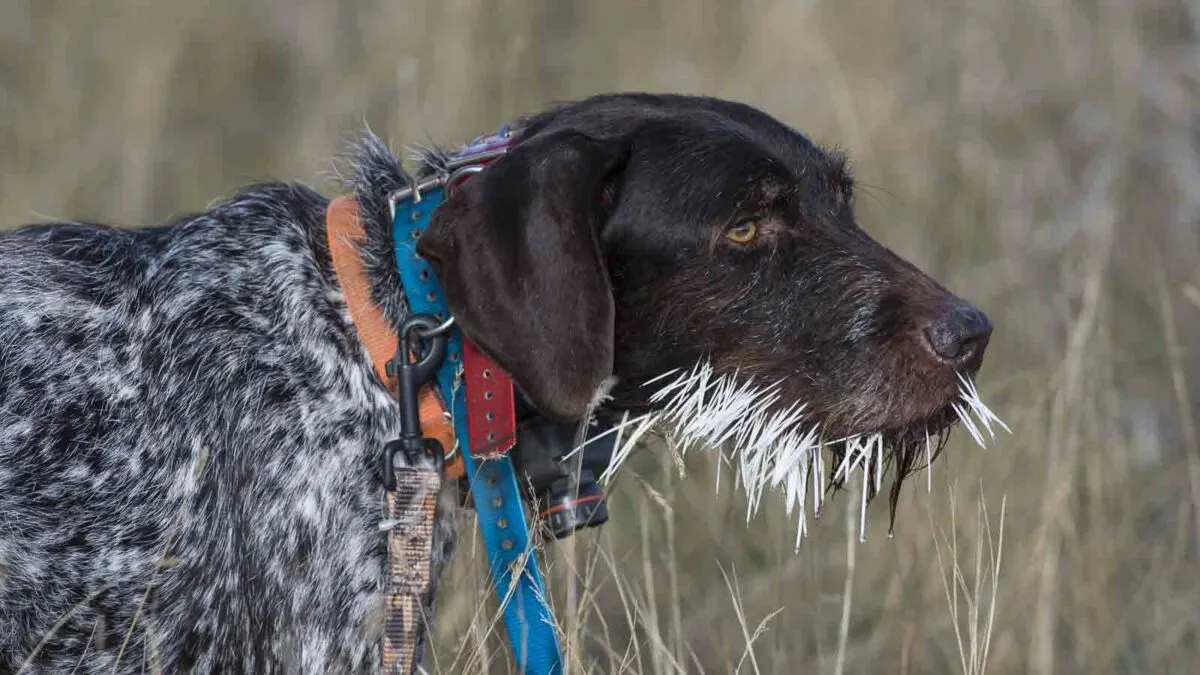 A dog with a speckled black and white coat is standing in tall grass. Its mouth is covered in several sharp, white porcupine quills. The dog is wearing a blue and red collar and looks to the right.