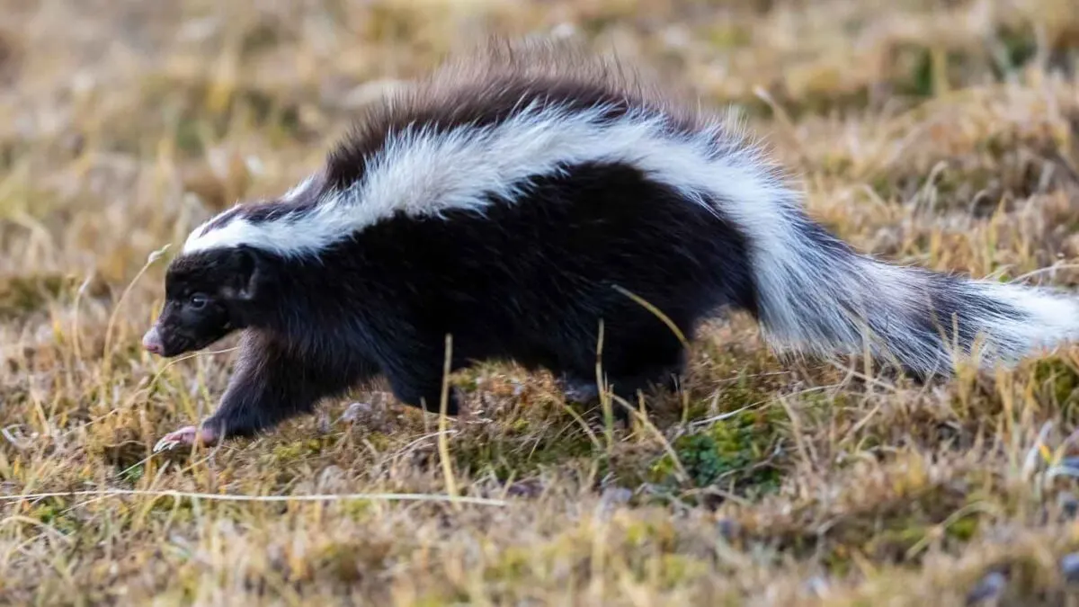 A skunk with black fur and a distinctive white stripe running down its back is walking through a grassy area.