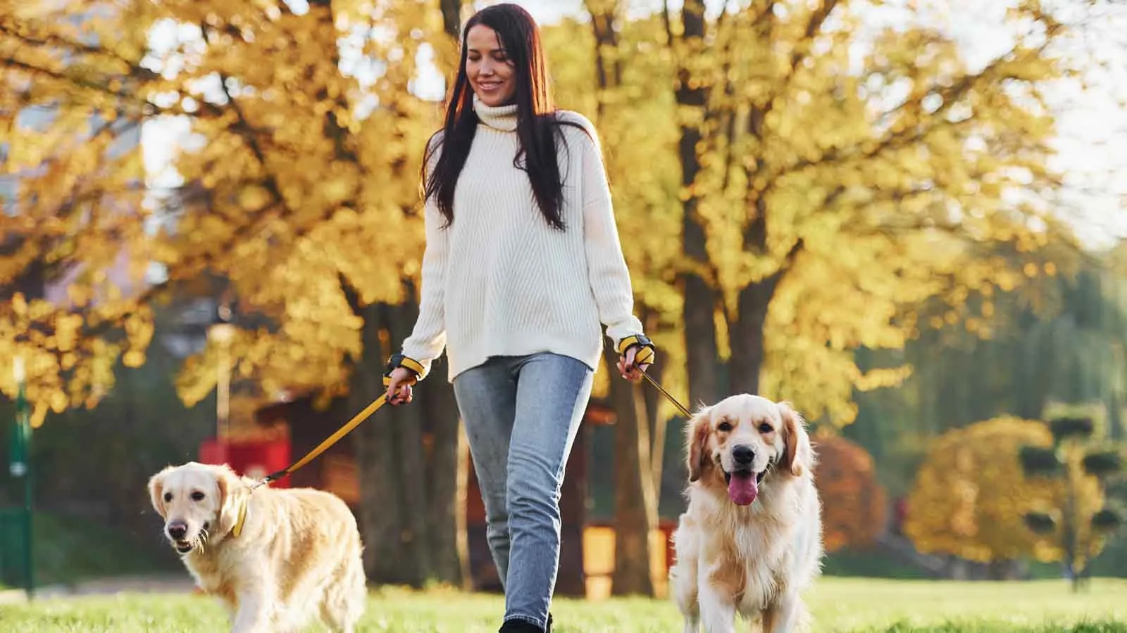 A person walks two golden retrievers on a grassy path surrounded by vibrant autumn trees. They are wearing a white sweater and jeans, and the dogs are on yellow leashes, happily walking alongside.