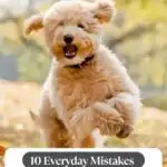 A fluffy dog joyfully runs through a field with its ears flapping, embodying the perfect companion for people with weekend plans. The image features a text banner: "10 Everyday Mistakes That Can Shorten Your Dog’s Lifespan" and a website address at the top.