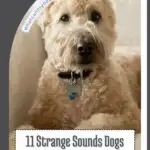 A fluffy dog with a curious expression sits on a couch, exemplifying weird dog behaviors. The image features the text "11 Strange Sounds Dogs Make And What They Really Mean" overlaid on the bottom. A small URL is visible in the top left corner.