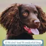 Close-up of a brown dog with long, curly ears and a happy expression, showcasing the ways dogs make you smile. Text overlay reads: "13 Weird and Wonderful Dog Instincts Humans Could Only Wish To Have." Background is blurred green. Website URL is at the top.