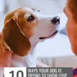 A beagle with adorable freckles looks lovingly at a person holding it. Text overlay reads: "10 Ways Your Dog is Trying to Show Love Without Saying a Word." Website URL is at the top.