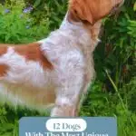 A brown and white dog with unique freckles and spots stands in profile against a garden backdrop. Text at the top reads "WHATCANMYDOGEAT.COM" and at the bottom, "12 Dogs With The Most Unique Freckles And Spots." This captivating scene celebrates dogs with freckles and spots in all their charming diversity.