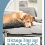A dog with a brown and white coat, adorned with freckles and spots, is lying on a gray couch, sleeping. The image features the text: "13 Strange Things Dogs Do When They Think No One's Watching.