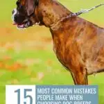 A brown dog on a leash stands on a grassy area with autumn leaves. Text overlay reads: "15 Most Common Mistakes People Make When Picking a Dog Breed." Website URL at the top: www.whatcanmydogeat.com.
