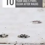 A close-up of a white rug with muddy dog paw prints highlights the challenges faced by dogs that will convince you to be active. A text overlay reads, "10 Hacks for Keeping Your Dog's Paws Clean After Walks." Visit www.whatcanmydogeat.com for more tips.