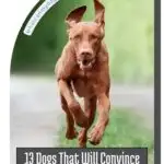 A brown dog is running on a path, ears flapping and focused. Text on the image reads: "13 Dogs That Will Convince You to Be Active and Get Off the Couch.