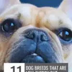 Close-up of a French Bulldog's face with text overlay: "11 Dog Breeds That Are Low-Energy But High Maintenance&mdash;Plus Tips on How to Keep Your Dog's Weight in Check" on a light gray background. Website URL is displayed at the top of the image.